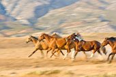 Horses Racing, Shell, Wyoming (paint daubs effect)