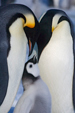 Emperor Penguins and Chick, Antarctica