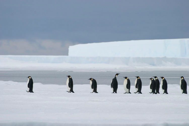 Emperor Penguins, Atka Bay, Antarctica