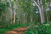 Trees and Path, Kauai, Hawaii