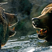 Bear Encounter, Woodland Park Zoo, Washington