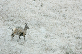 Big Horn Sheep, Kananaskas Country, Alberta, Canada
