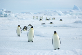 Emperor Penguin March, Antarctica