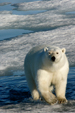 Polar Bear, off Spitsbergen Island, Norway