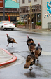 Turkeys, La Conner, Washington